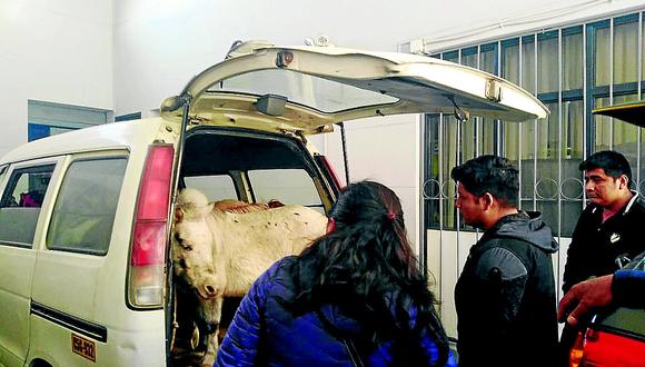 Aduanas incauta 3 ponis argentinos en el control de Ojerani