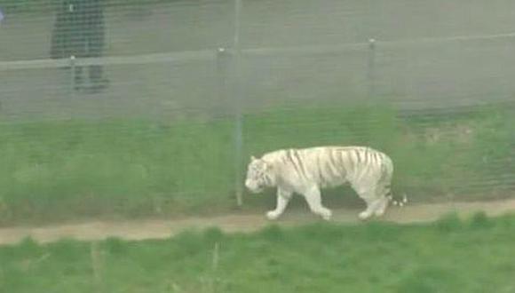 Un tigre mató a su cuidadora en un zoológico de Inglaterra (VIDEO)