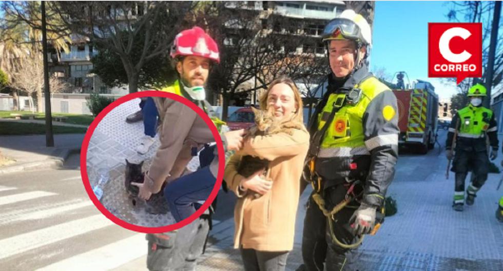 España: Después de 8 días gato sobrevive a incendio del edificio de Valencia (VIDEO)