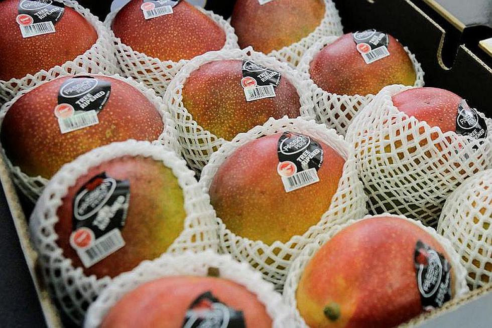 Mango de Casma llegará a mercados internacionales con el nombre quechua “Puquymi”