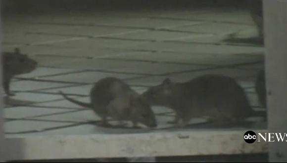 Nueva York anunció plan para combatir plaga de roedores