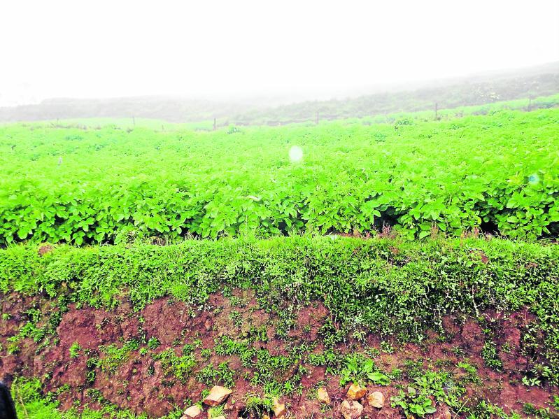 "Rancha" afecta más 2,500 hectáreas de papa en provincias de Huánuco