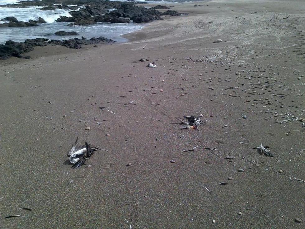 Inusual: Miles de aves perecen sin razón alguna en litoral de Tacna