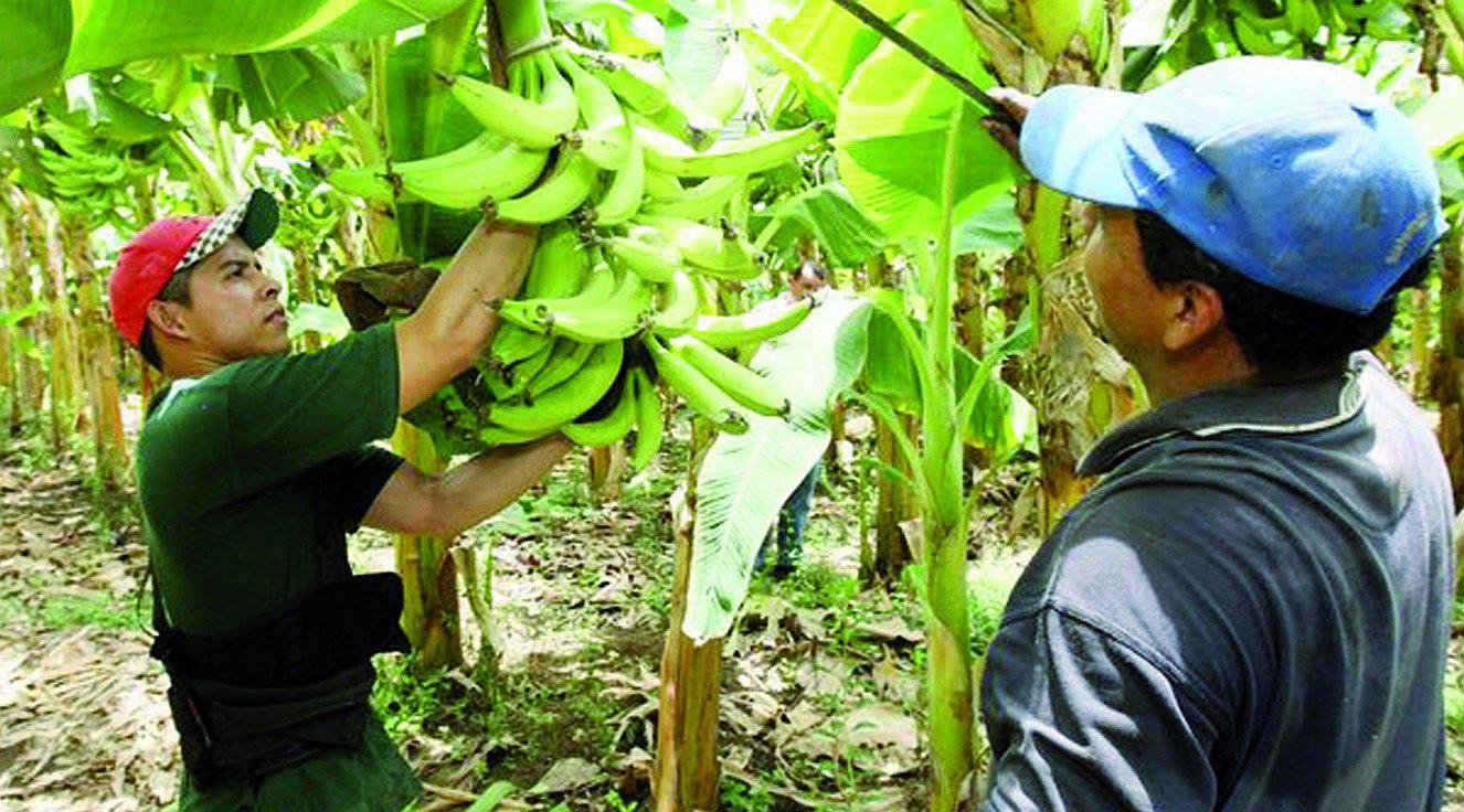 INEI: Baja la producción de plátano en Tumbes 