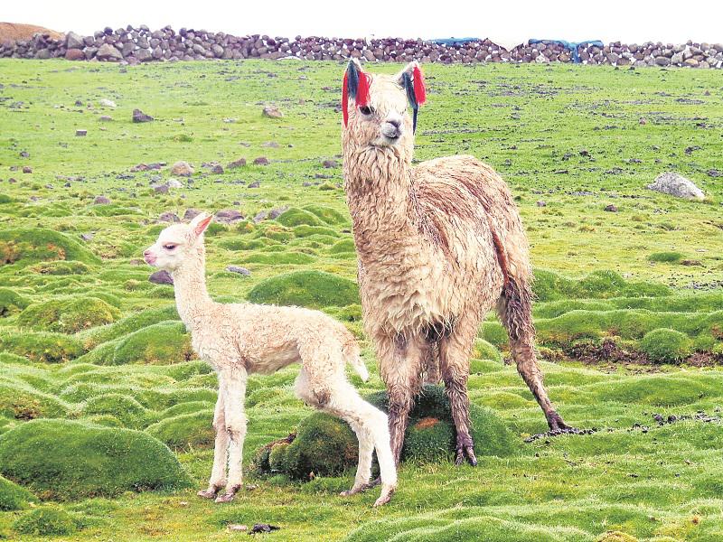 Huancavelica: Logran nacimiento sincronizado de 57 alpacas