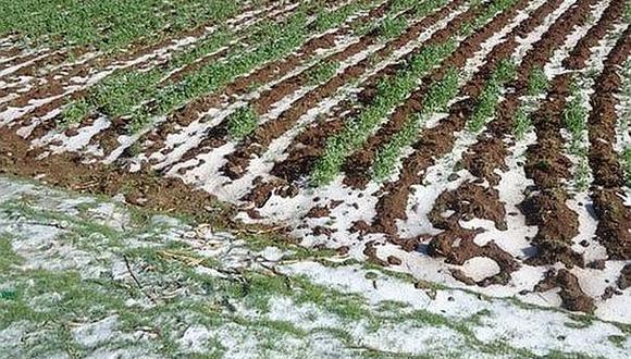 Puno: reportan más de 2 mil hectáreas de cultivos afectadas por lluvias