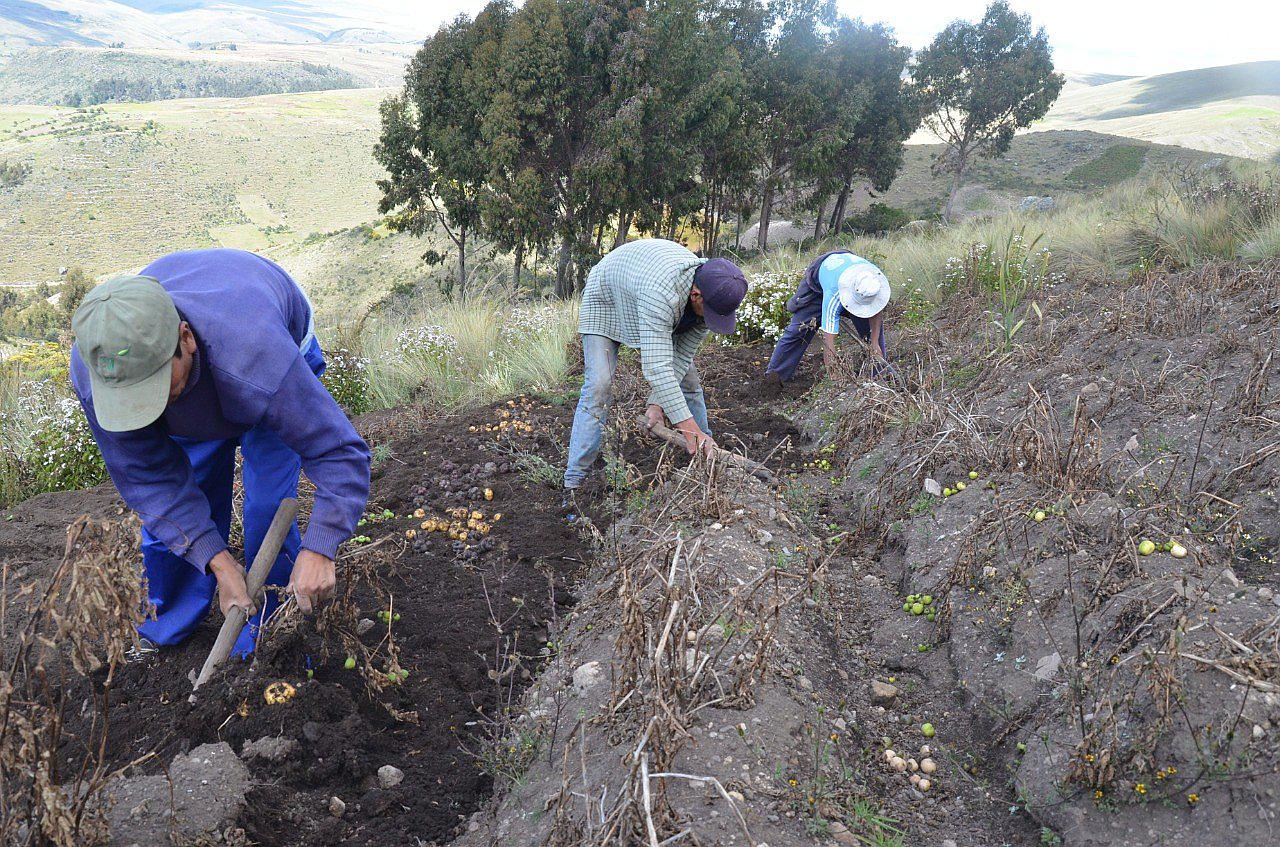 Ayacucho produce más de 302 mil toneladas de papa al año