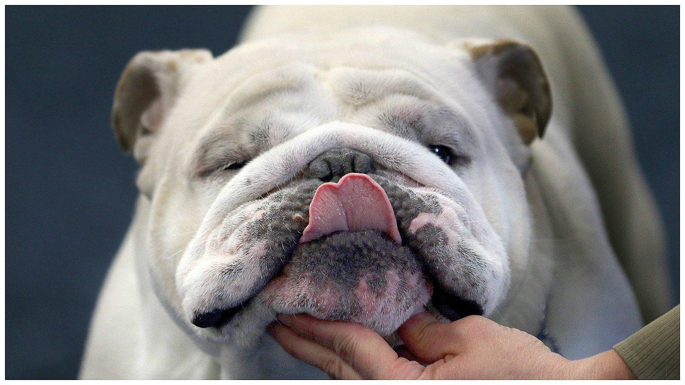 Los perros entienden lo que dices y hasta la entonación de tus palabras