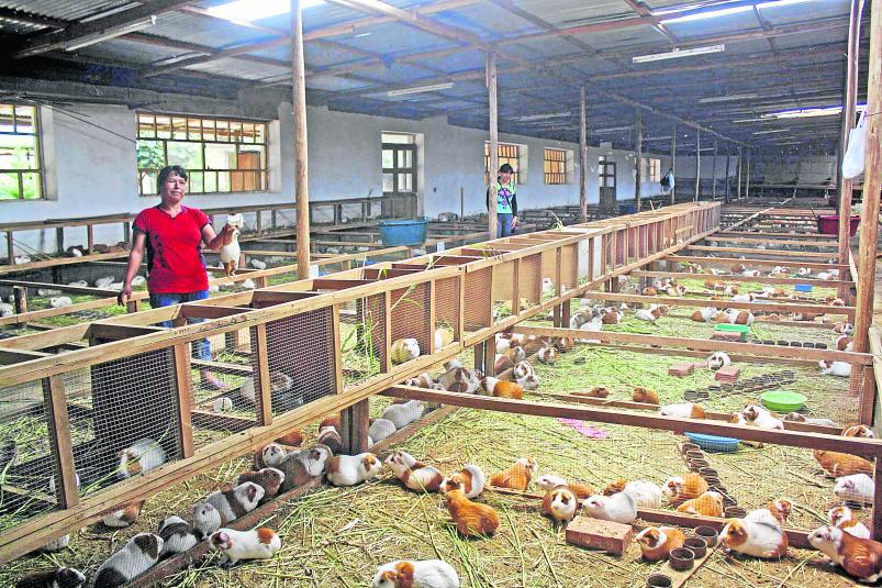 Una alternativa de negocio