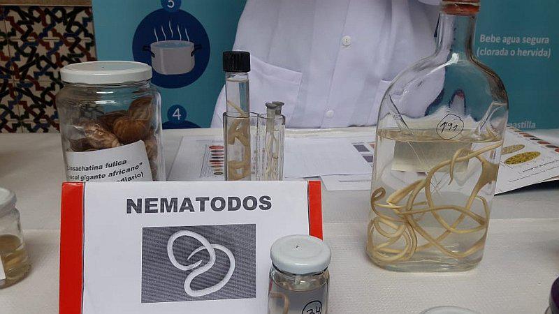Parásitos intestinales en niños favorecen la anemia y la desnutrición crónica 