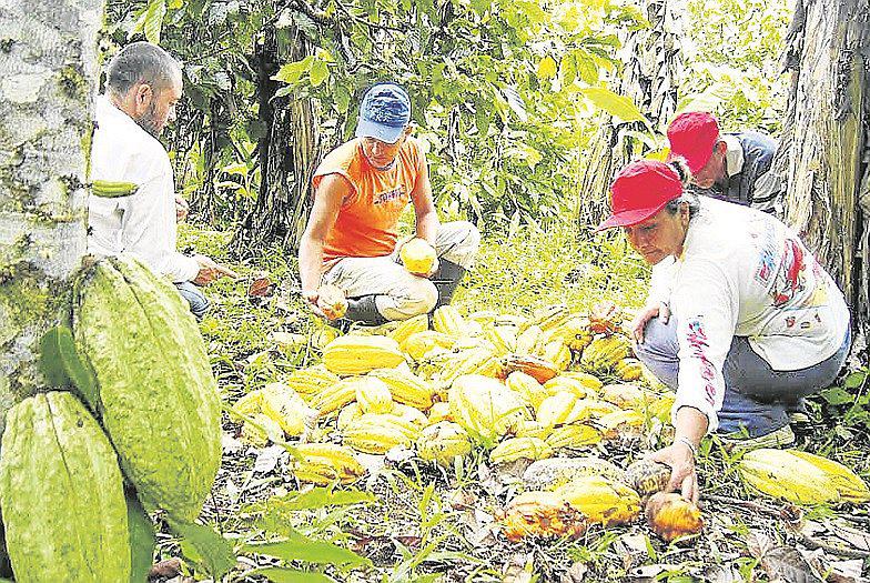 Piura: El cacao fino y aromático no se explota en toda su dimensión 