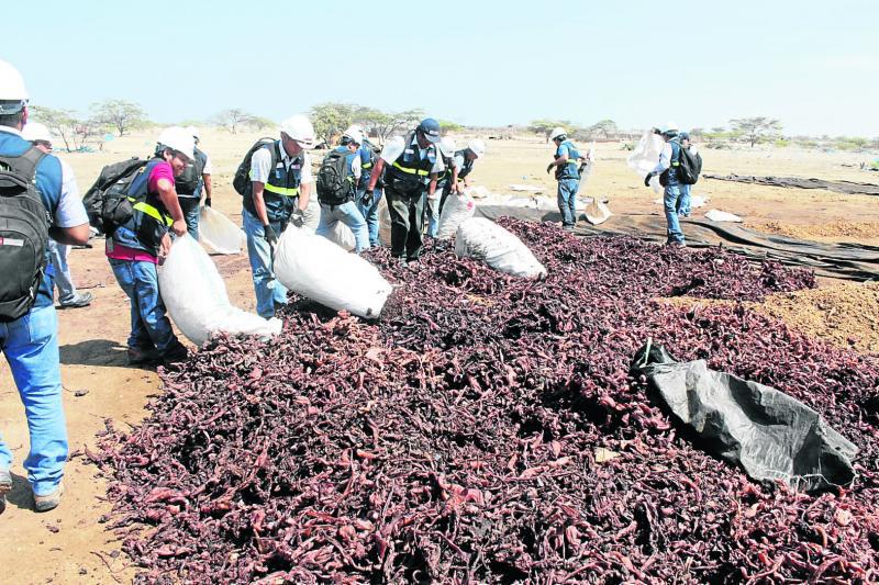 Decomisan tres toneladas de pota