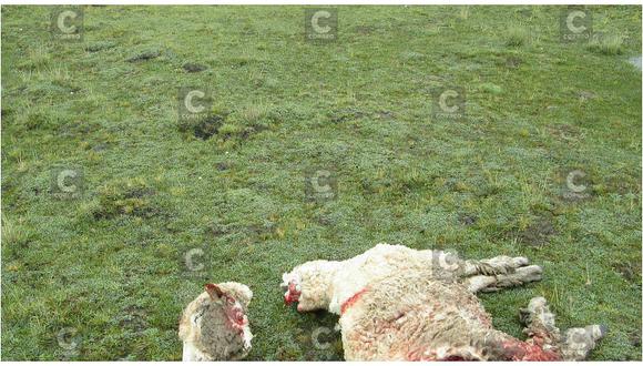 Perros atacan y devoran siete ovejas