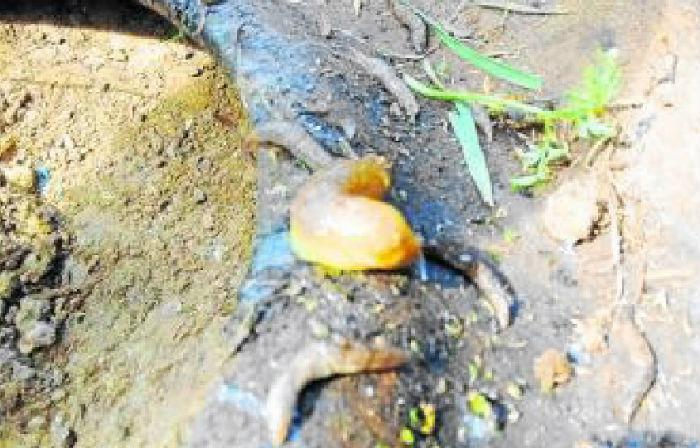 Babosas invaden casas de vecinos