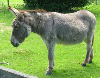 Afganistán: Talibanes utilizan 'burro bomba' como 'nueva táctica'