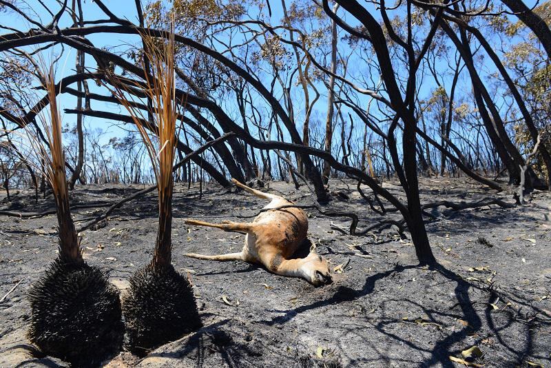 Australia: 134 heridos y 38 viviendas calcinadas por incendios forestales (VIDEO)