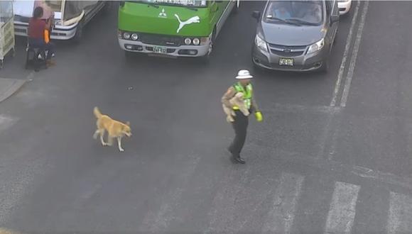 En la grabación se aprecia al agente paralizando el tránsito vehicular para que los canes puedan cruzar la vía sin ningún problema. (Foto: Captura Video)