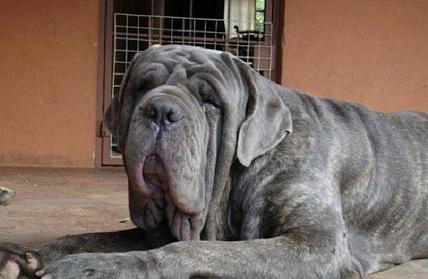 ¡Brutal maltrato! Sujeto ató a su perro al auto y lo arrastró hasta matarlo