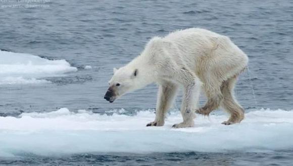 Foto de una osa polar desnutrida crea alarma sobre el calentamiento global