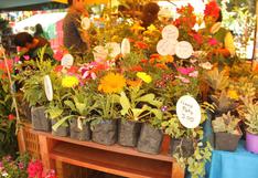 Municipalidad de Miraflores realizará campaña de venta de plantas