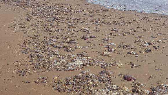 13 personas fueron picadas por medusas mientras veraneaban en las playas 