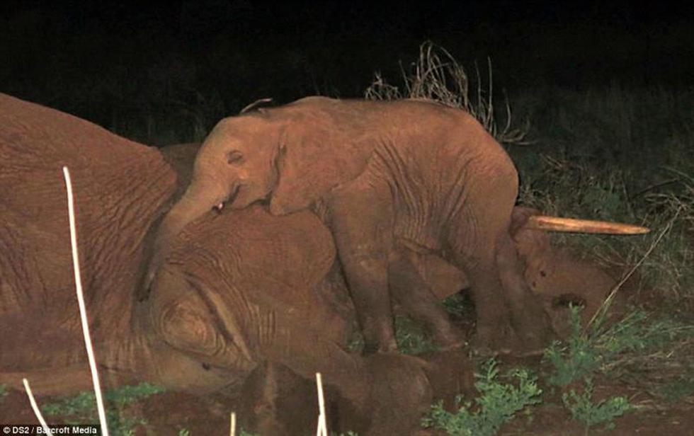 Bebé elefante se niega a dejar a su madre muerta por una infección