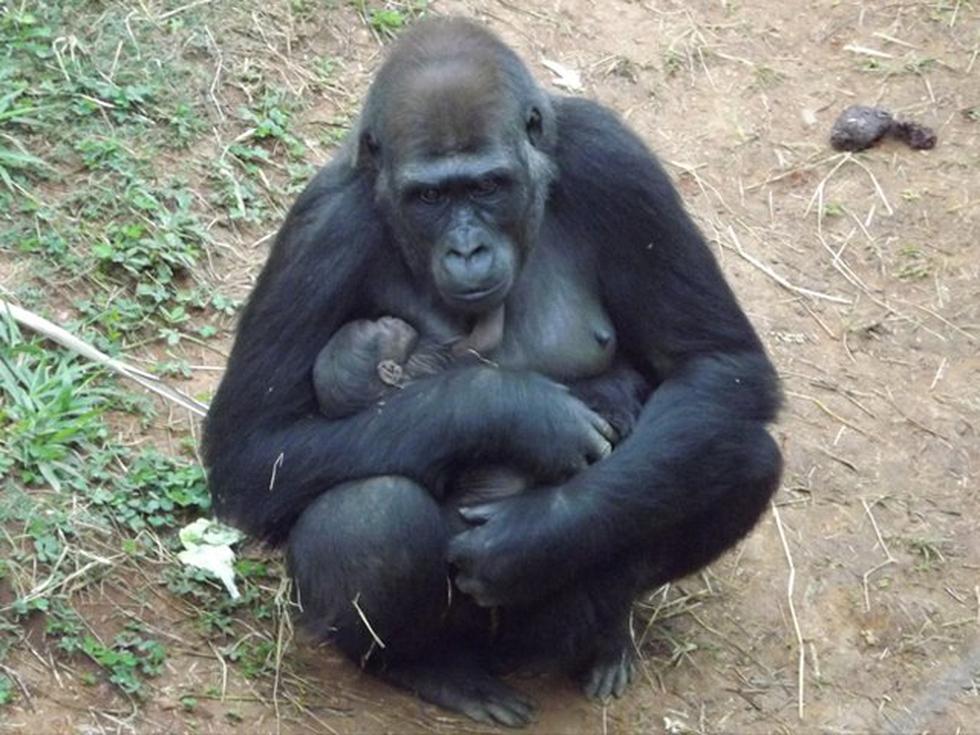 Primer bebé gorila de Sudamérica nace en Brasil (FOTOS)