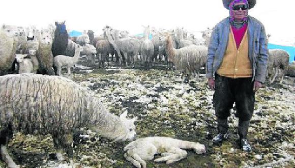 Nevada mata a más de 10 mil alpacas en zonas altas de Arequipa