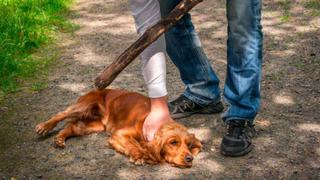 Personas que agredan o maten animales tendrán entre 3 a 5 años de cárcel   