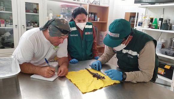 Serfor rescata cría de caimán de mercado de Piura