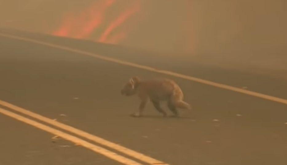 Animales viven una situación dramática ante la tragedia del medio ambiente.