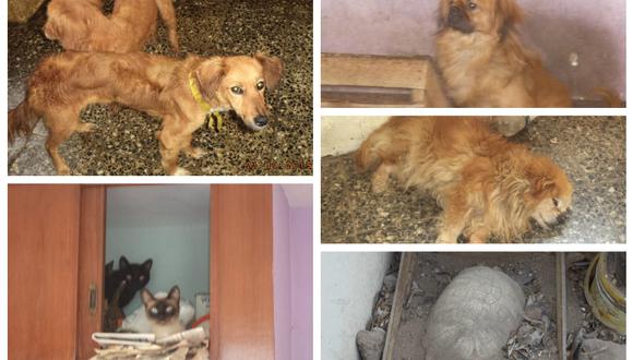 ​Desde WhatsApp: Denuncian abandono y maltrato de animalitos en San Luis 