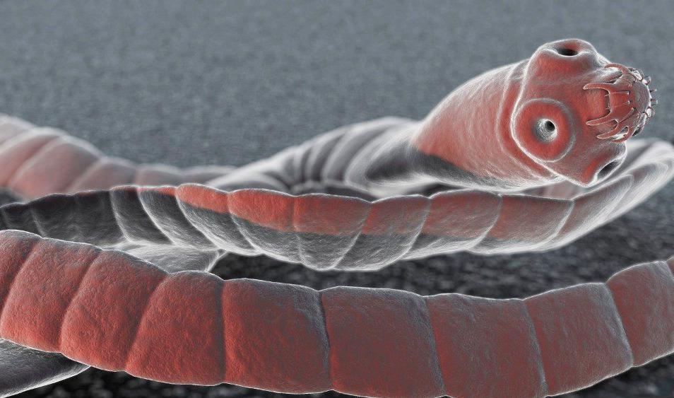 Primer caso de cáncer de tenia solitaria transmitido a un humano