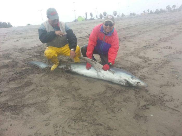 Arica: la explicación de los especialistas sobre la llegada de un tiburón azulejo