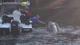 YouTube: Una ballena 'atragantada' con bolsa de plástico pide ayuda 