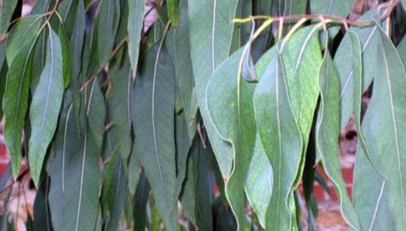 Huamanga. Se procesará media tonelada de hojas de coca secas de eucalipto las mismas que serán recolectadas en la comunidad de Munaypata, distrito de Los Morochucos, provincia de Cangallo. (Foto: ANDINA)