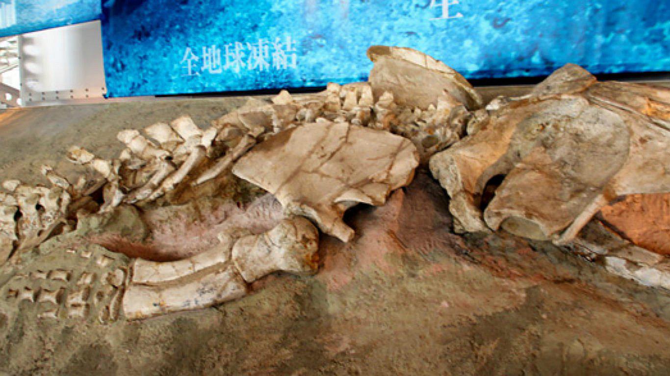 Identifican fósil peruano expuesto en Japón como una nueva especie de ballena