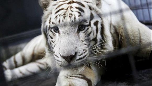 Tigre blanco ataca a cuidador y le provoca la muerte