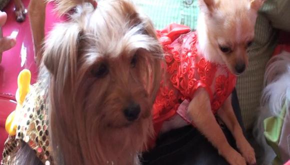 Los perros también estarán 'fashion' para estas fiestas de fin de año