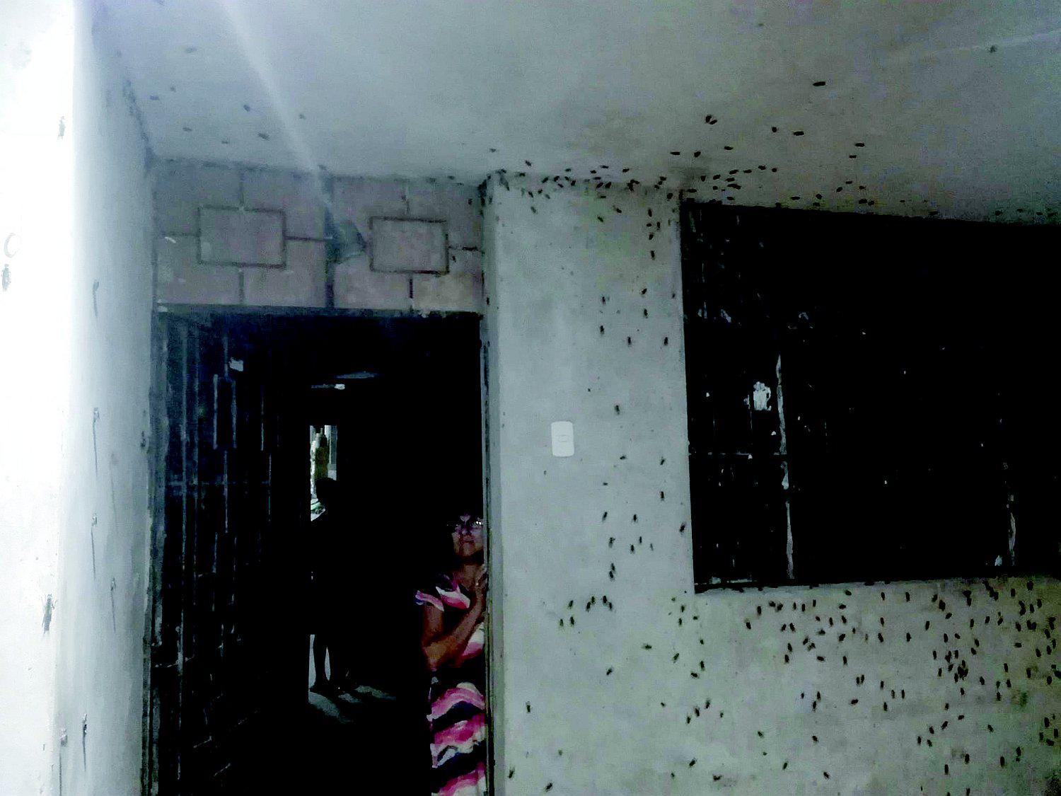 Plaga de grillos invade varios distritos de la región Lambayeque