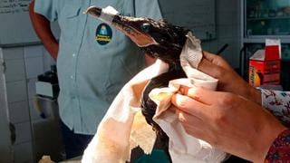 Animales afectados por el derrame de petróleo en Ventanilla fueron llevados al Parque de las Leyendas