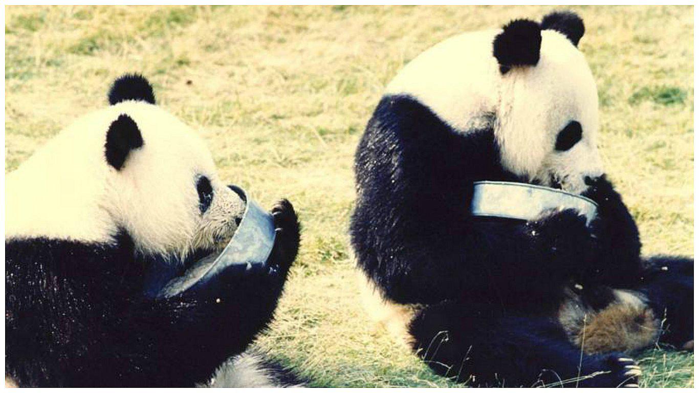 Holanda: llegada de pandas desata entusiasmo tras tres décadas de ausencia de especie (VIDEO)