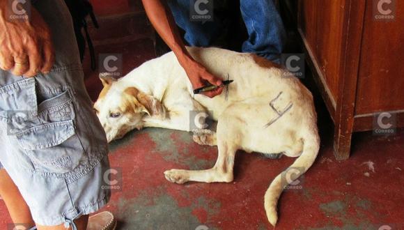 ¿Campaña agresiva?, pintan número y símbolo de candidata de Fuerza Popular en pelaje de perro