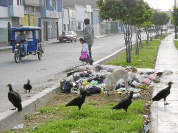 Peligra salud de ciudadanos por exceso de gallinazos