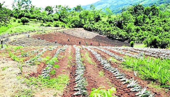 VRAEM: reconvierten 1300 hectareas de coca en cultivos alternos