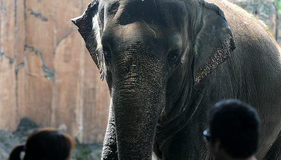 Conoce la historia del elefante deprimido en un zoológico en Filipinas
