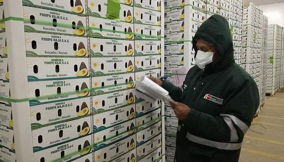 Arequipa exportó más de 8 mil toneladas de palta