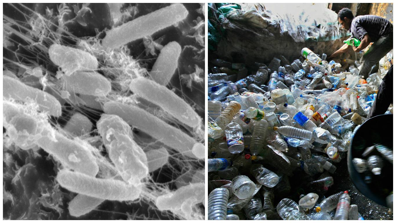 Descubren una bacteria que descompone el plástico