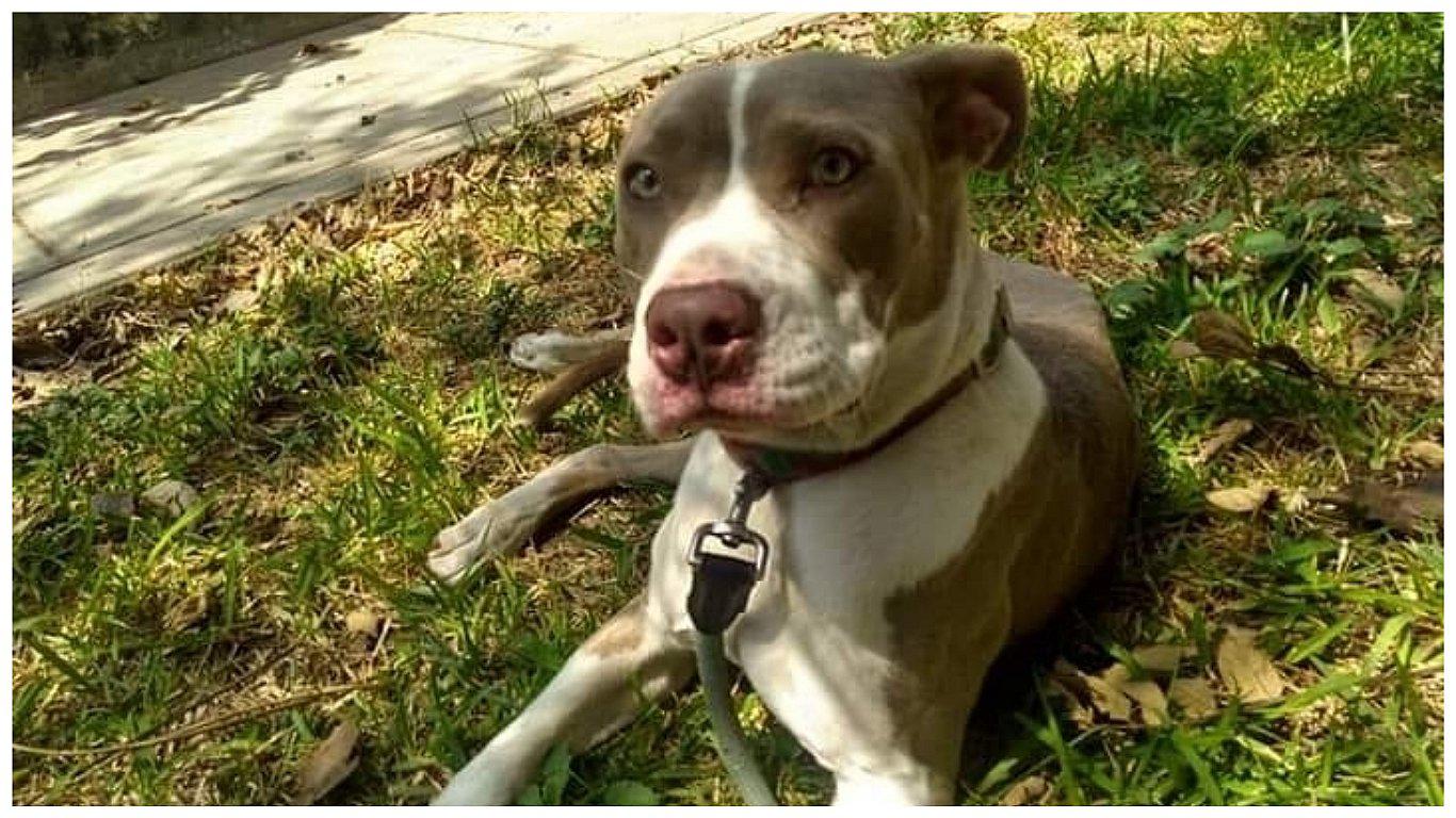 Trujillo: Abandonan a perro de raza pitbull y lo amarran a un árbol 