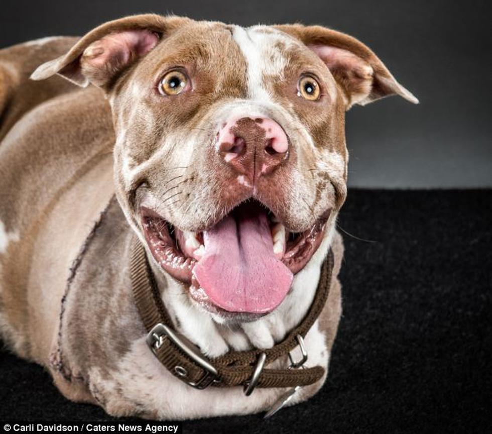 Fotos: Perrito aprende a caminar como humano tras perder 2 patas